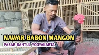 Download lagu Riview Ayam Pasar - kandang biru ABG  mp3