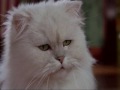 Stuart Little Funny Clip 7