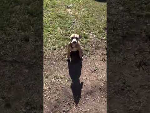 Love of animals I will do what I can