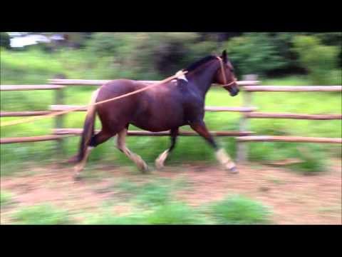 fantazia do vento em popa