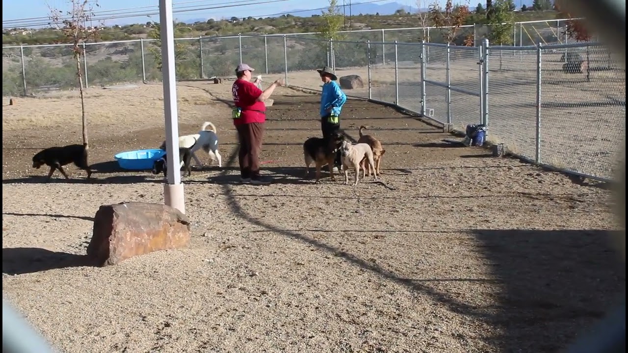 Mia - PAWS, a Adoptable Mixed Breed in Las Cruces, NM video 6/6