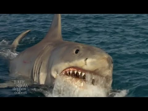 What If Beachgoers Were As Lax About Sharks As They Are The Coronavirus?