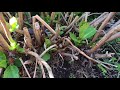 Hydrangea Care Old and New Growth