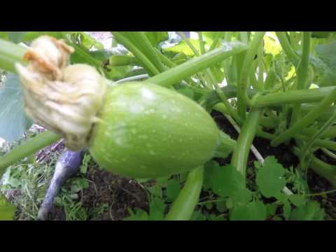 , title : '[Full] Pumpkin growth time-lapse: from the seed to the mature fruit in 108 days and nights'