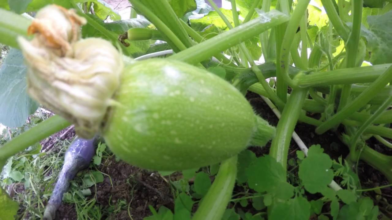 How long does it take to grow a pumpkin?