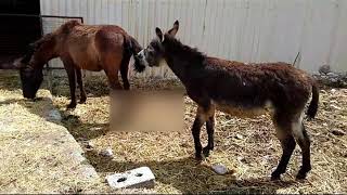 HORSES DONKEYS \\ПОДБОРКА СМЕШНЫХ и не очень МОМЕНТОВ ИЗ ЖИЗНИ ЛОШАДЕЙ