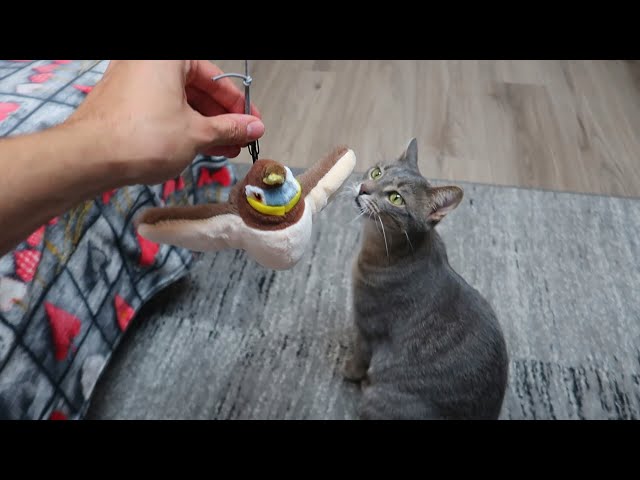 Vídeo relacionado con Nepfaivy Juguete para Gatos Pajaro Volador - Juguete Interactivo para Gatos Catnip, Simulación De Pájaro De Peluche Extraíble con Carga USB, Ideal para Que iOS Gatitos Muerdan,Mastiquen y Pataleen