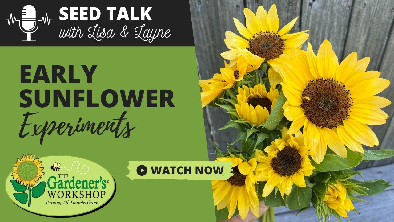 Seed Talk #28 - Early Sunflower Experiments