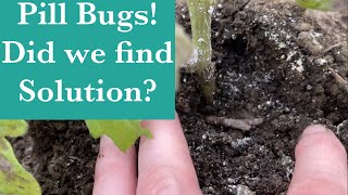 Pill Bug (Roly Poly) infestation! A solution to share with you!