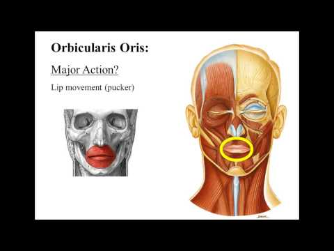Muscles of  Facial Expression