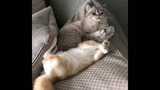 Лисенок и котик! New 2018
