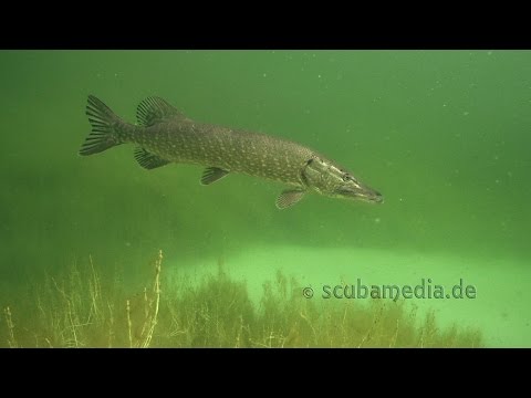 Tauchen im Echinger Weiher