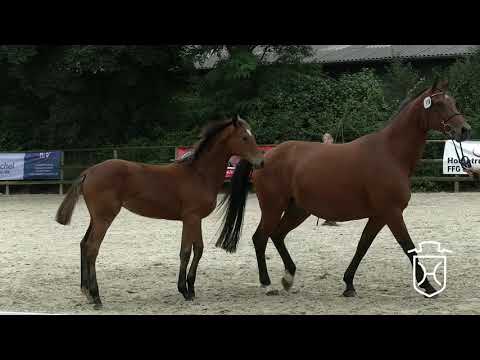 IZ116 Stutfohlen von Barcley   Casall   Acord II