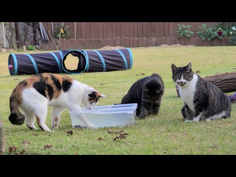 [#185] 할미냥 먹이려고 사냥하는 손녀냥(with, 시엄니의 사냥→마당냥 선물)