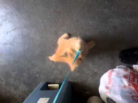 Mi gatita PONCHA!!! :D