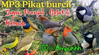 Download lagu Pikat paling ampuh burung Sogon, gelatik batu, prenjak atas, kemade  anti zonkk mp3