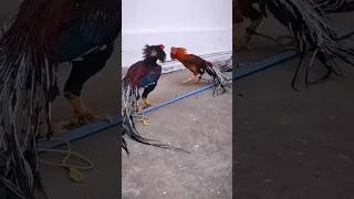 Download lagu indian parrot beak aseel! mp3