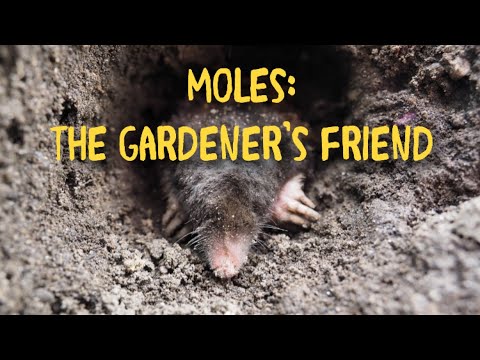 Moles Are the Gardener’s Friend!!