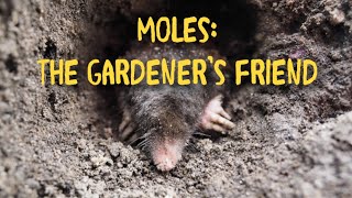Moles Are the Gardener’s Friend!!