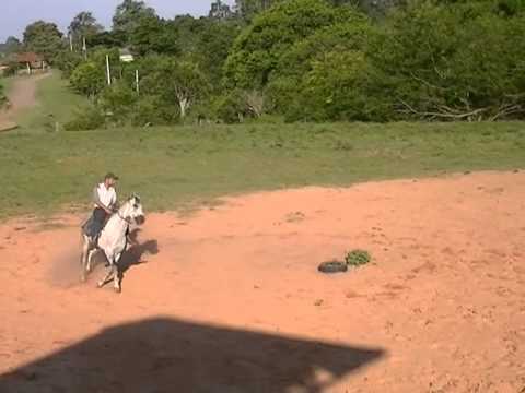 MANGALARGA E CRIOULO!!!