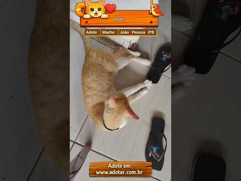 Vídeo de leon