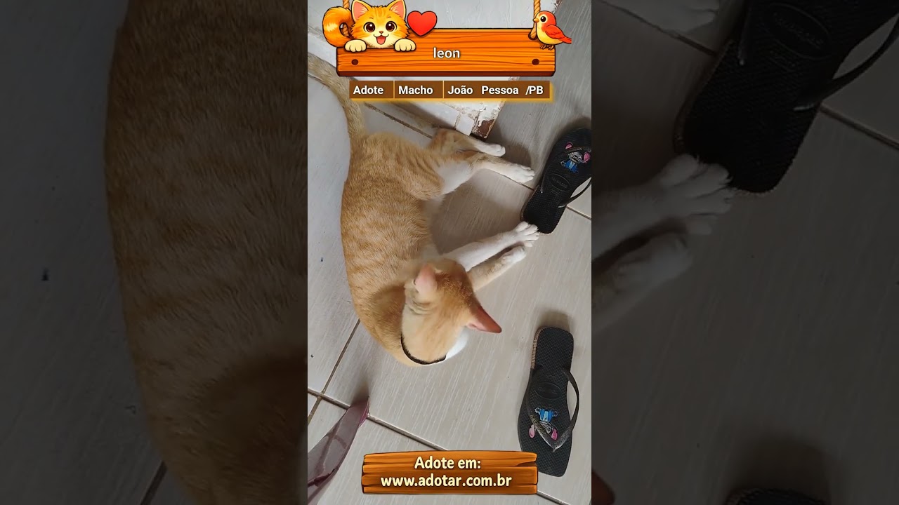 Gato raça  idade 3 anos nome leon