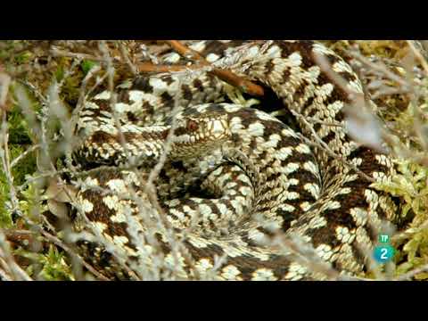Grandes Documentales-La Turbera