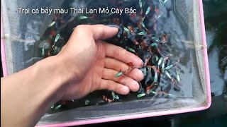 preview picture of video 'Trại cá bảy màu Thái Lan Mỏ Cày Bắc - Dumbo red mosaic (part 2)'