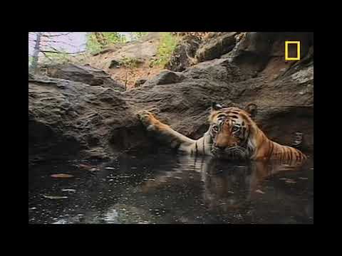 Cheetah Pan Part 19: A Setback for Captain Khan