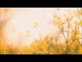 Tim Buckley - Wings