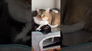 愛を全力で伝える猫 #shorts