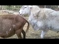 Katahdin Breeding