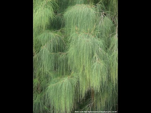 Casuarina Tree