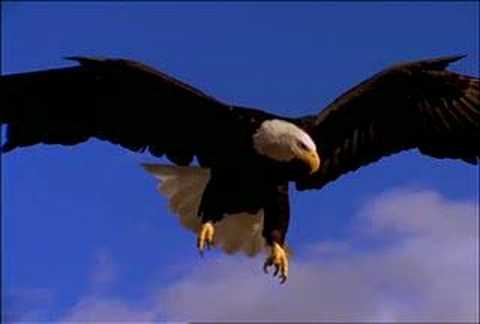 The Eagle Has Landed