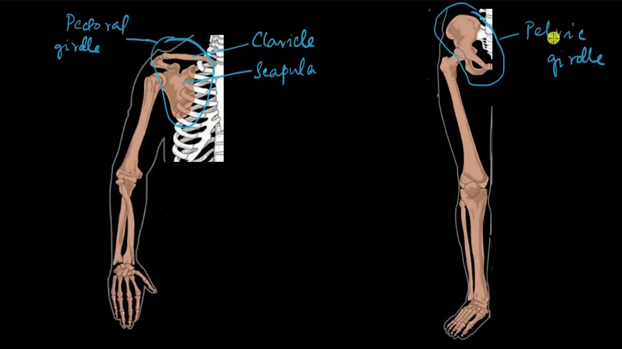 Video thumbnail for Appendicular skeleton (PK)