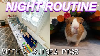 NIGHT ROUTINE WITH 4 GUINEA PIGS