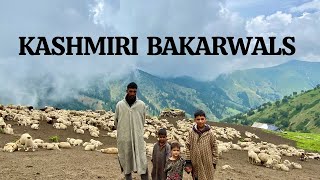 The Bakarwal Tribe of Kashmir | Life of Kashmiri Bakarwals | Tribes of Himalayas | The Young Monk |