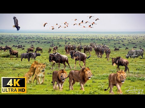 Kgalagadi Transfrontier Park - Real Sounds of Africa