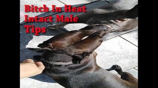 Dog mating behaviour. A Bitch an intact male dog living together. How to prevent them #matingseason