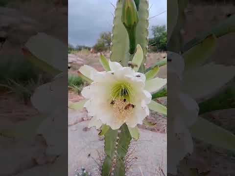 Cariús Ceará Brasil!!!, mandacaru florando.