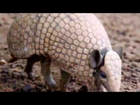 Tatu virando bola,pangolin,the most animal