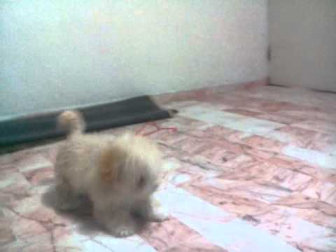 Cuando lo quitas a tu perrito su calsetin