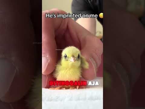 jadinya Ini ngenes apa ngenak? ☺️☺️