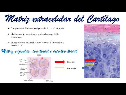 Histología: Tejido cartilaginoso