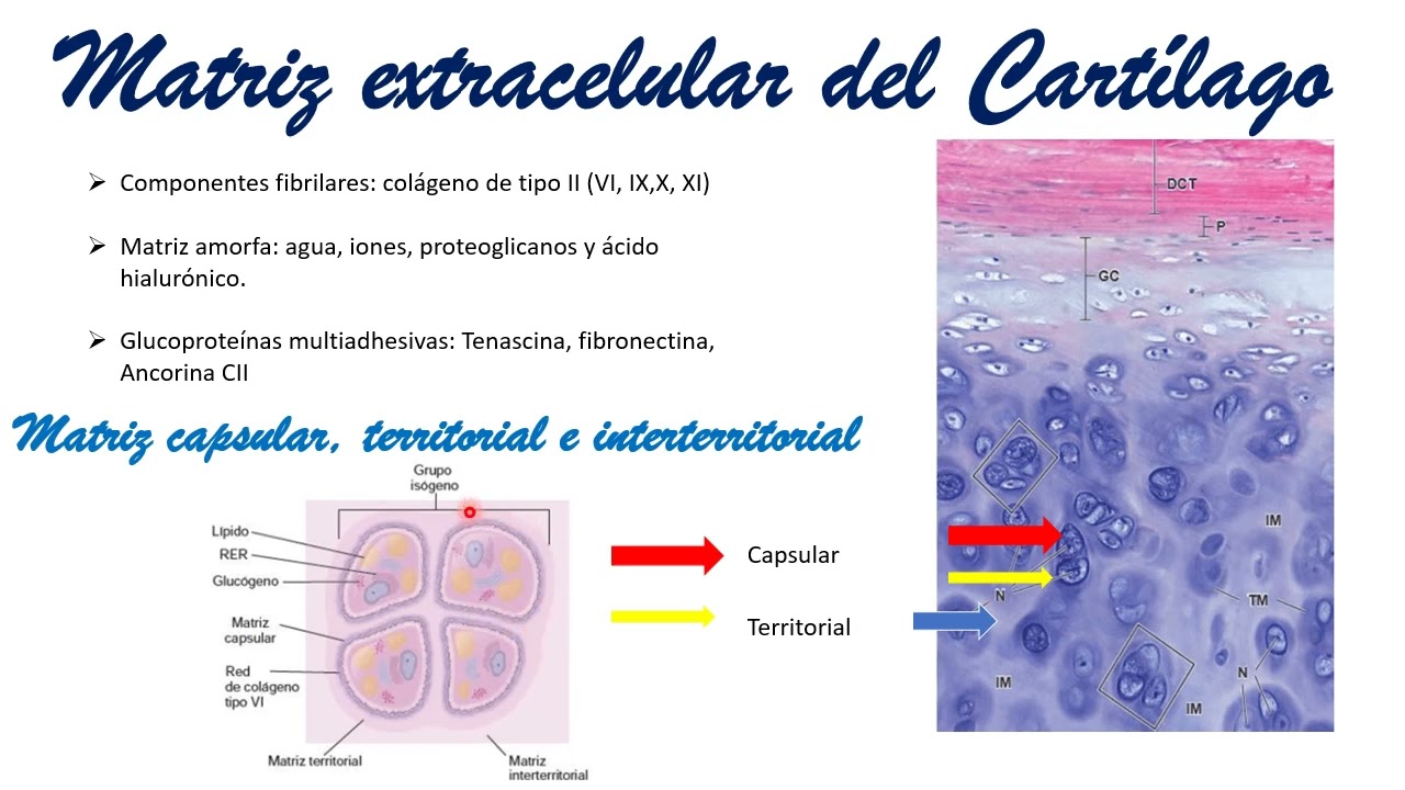 Histología: Tejido cartilaginoso
