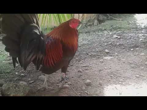 HATCH/CRAZY HORSE X BROWN RED (3WAY CROSS)