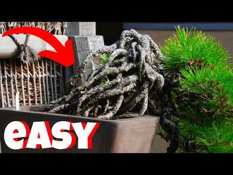 This Bonsai Trick Changes Everything