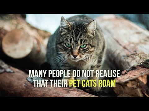 Lock up your pet cat, it's a killing machine - The University of Sydney