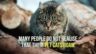 The impact of roaming pet cats on Australian wildlife