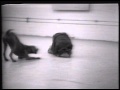 William Wegman Tails 1974
